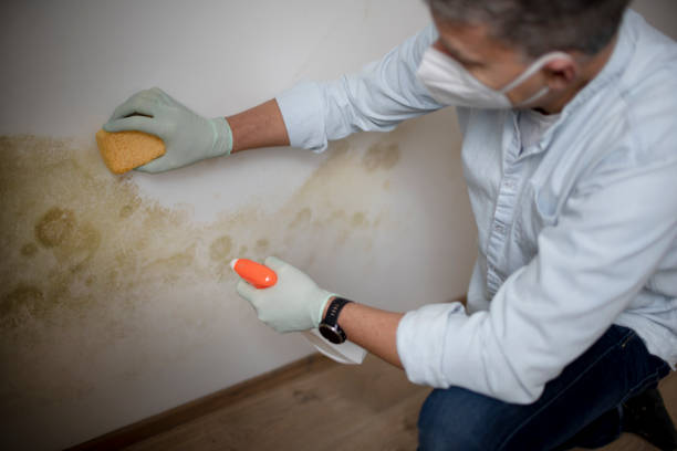 Best Home Mold Removal  in Centerburg, OH