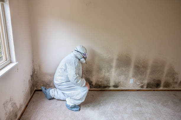 Best Black Mold Removal  in Centerburg, OH